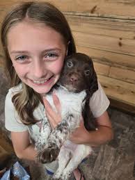 Brittany Puppies For Sale In Del Rio, TN