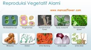 Ini dia cara perkembangbiakan vegetatif alami: Proses Perkembangbiakan Reproduksi Vegetatif Alami Tumbuhan