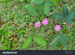 Image result for Neptunia oleracea