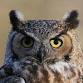 Owl Prowl: Citizen Science: Adult Program, $4 per - Connetquot River State Park Preserve, 4090 Sunrise Hwy Event Image
