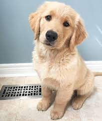 Instagram Retriever Puppy Dogs Golden Retriever Golden Retriever