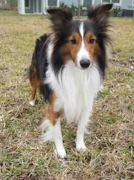 Shetland Sheepdog Sheltie Clearviews Jazz Bruce