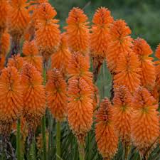 Image result for Kniphofia