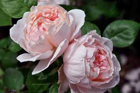 David austin's english roses combine the flower. Rose Lovers 13 May Be Be Your Lucky Number The Dirt Diaries