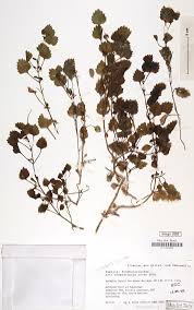 Image result for Stemodiopsis rivae