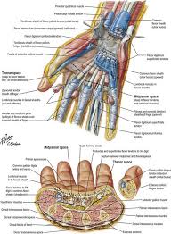 Image result for Normal Anatomic Position of the Hand and Wrist