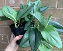 Sign up for free today! 320 Botanically Beautiful Ideas In 2021 Planting Flowers Plants House Plants