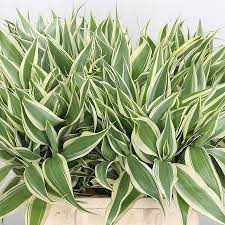 Image result for Dracaena sanderiana