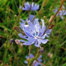 Image result for Cichorium