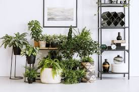 Ecco alcune tra le piante da appartamento più resistenti. 5 Piante Da Interni Che Non Hanno Bisogno Di Luce Per Una Casa Piu Green E Chic Unadonna