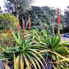 Image result for Aloe arborescens