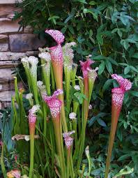 The dimensions are in the following diagram. Colorful Carnivores Finegardening