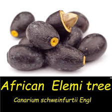 Image result for Canarium schweinfurthii