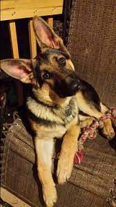 alman coban kopegi vs sirtlan vahsi hayvan kopek kavgasi hakkinda german shepherd dog vs hyena german shepherd puppies german shepard puppies shepherd puppies