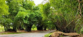 Image result for Bambusa vulgaris