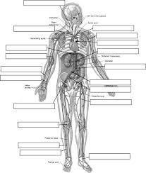 Chapter 1 Introduction To Human Anatomy And Physiology Worksheet Answers In 2020 Human Anatomy And Physiology Anatomy And Physiology Human Anatomy