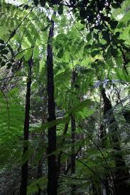 Image result for Cyathea manniana
