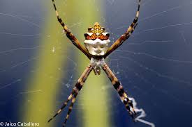 But the main question is are orb weaver spiders dangerous or not? Silver Garden Orbweaver Spiders Common To The Martin Griffin Preserve Of Audubon Canyon Ranch Inaturalist