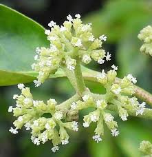 Image result for Pisonia