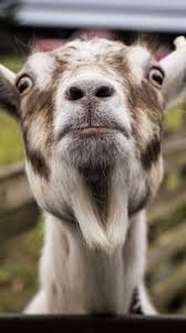 Goat Iphone Wallpapers Top Free Goat Iphone Backgrounds Wallpaperaccess May 5, 2020, 2:44 pm youtube/polo g. goat iphone wallpapers top free goat