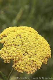 The Flowerhead Of The Fernleaf Yarrow Achillea Filipendulina A 60cm 1 5m Tall Summer Flowering Herbaceous Perennia Achillea Herbaceous Perennials Perennials