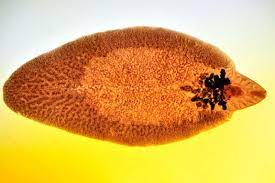 Bovine fasciolosis, fasciola hepatica bovine fasciolosis is an economically important disease of cattle, which can be associated with particular regions throughout. Liver Fluke Industry Opinions