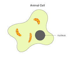 Ks3 revision booklet biology pdf. Learning By Questions