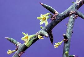 Image result for Adenia mossambicensis