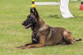 belgian malinois ile ilgili görsel sonucu