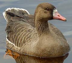 It is named for the patch of white feathers bordering the base of its bill, in fact albifrons comes from the latin albus white and frons forehead . Birds Of India Bird World Greater White Fronted Goose American Birds
