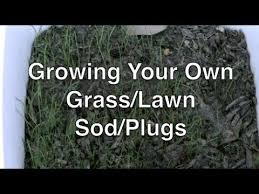 Place the plugs into the predug holes at ground level. How To Grow Lawn Grass Sod Plugs Youtube
