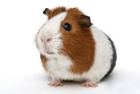 Should I Get Another Guinea Pig If One Dies Should I Get Guinea Pigs