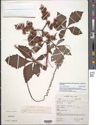 Image result for Cyphostemma heterotrichum