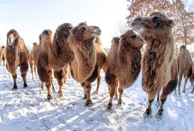 Camels are a mammal of the camelidae family. Festivals The Good The Bad And The Bizarre The Just Landed Blog