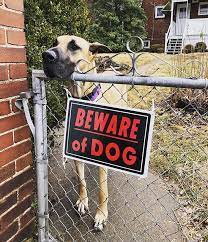 Tag us and we will feature your cute doggos ❤️ • beware of dog sign • the only legal sign in the us with written protection! 30 Dangerous Dogs Behind Beware Of Dog Signs Bored Panda