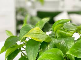 🌿 sharing the plant love 🌿 💌 : Pothos Plant My Leaves Are Turning Yellow Amiesue Com