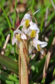 Image result for Zeuxine elongata