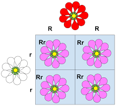 In codominance concept we take example of short horned cattle which again appears as same case white and red cattle produces mosaicism is a thing in genetics but it is mainly unrelated to the concept of dominance as it refers to genetic polymorphism among cells within an organism. Incomplete Dominance Definition And Examples Biology Dictionary