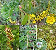 Image result for Ochnaceae