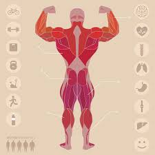 I started this website back in late 2014, and it has been my pet project ever since. Back Muscles Stock Photos And Images 123rf