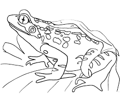 Enjoy these free coloring pages to color, paint or crafty educational projects for young children and the young at heart. Free Frog Coloring Pages Free Coloring Pages Frog Coloring Pages Free Coloring Pages Animal Coloring Pages