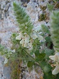 Image result for Stachys pseudonigricans