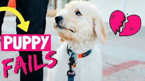 Housebreaking a goldendoodle is not as difficult as you might think, but don't expect it to happen as with any training, the key is consistency. 5 New Puppy Mistakes Goldendoodle Training Tips Youtube