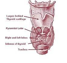 Cependant, toutes ne relèvent pas de la chirurgie. Glande Thyroide Wikipedia