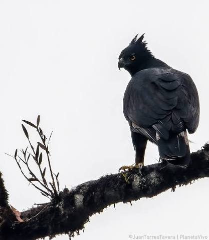 🦅 Hoy comienza una historia que nunca antes había podido contarse desde el cielo. ✓ Un águila andina adulta (Spizaetus isidori) acaba de convertirse en la primera de su especie marcada con