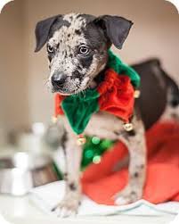 Uber spent yesterday delivering puppies to promote the puppy bowl to presumably distract from the fact that in recent memory, they've been very, very bad. Joker Adopted Puppy Dallas Tx Catahoula Leopard Dog Mix Catahoula Leopard Dog Catahoula Leopard Dog Mix Dog Mixes