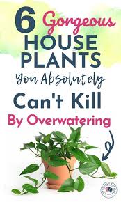 Am i watering my cactus too much: 6 Gorgeous Indoor House Plants You Can T Kill Even If You Overwater Them Plant Care Tips Safe House Plants House Plants Indoor Low Light House Plants