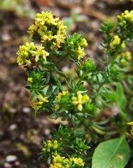 Image result for Sabicea bequaertii