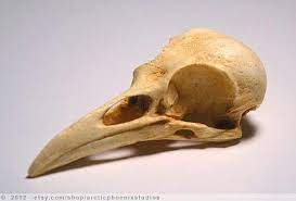 Raven Skull Skull Bird Skull Skull Reference
