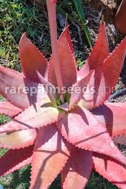 Image result for Aloe bukobana